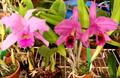 Cattleya Percivaliana